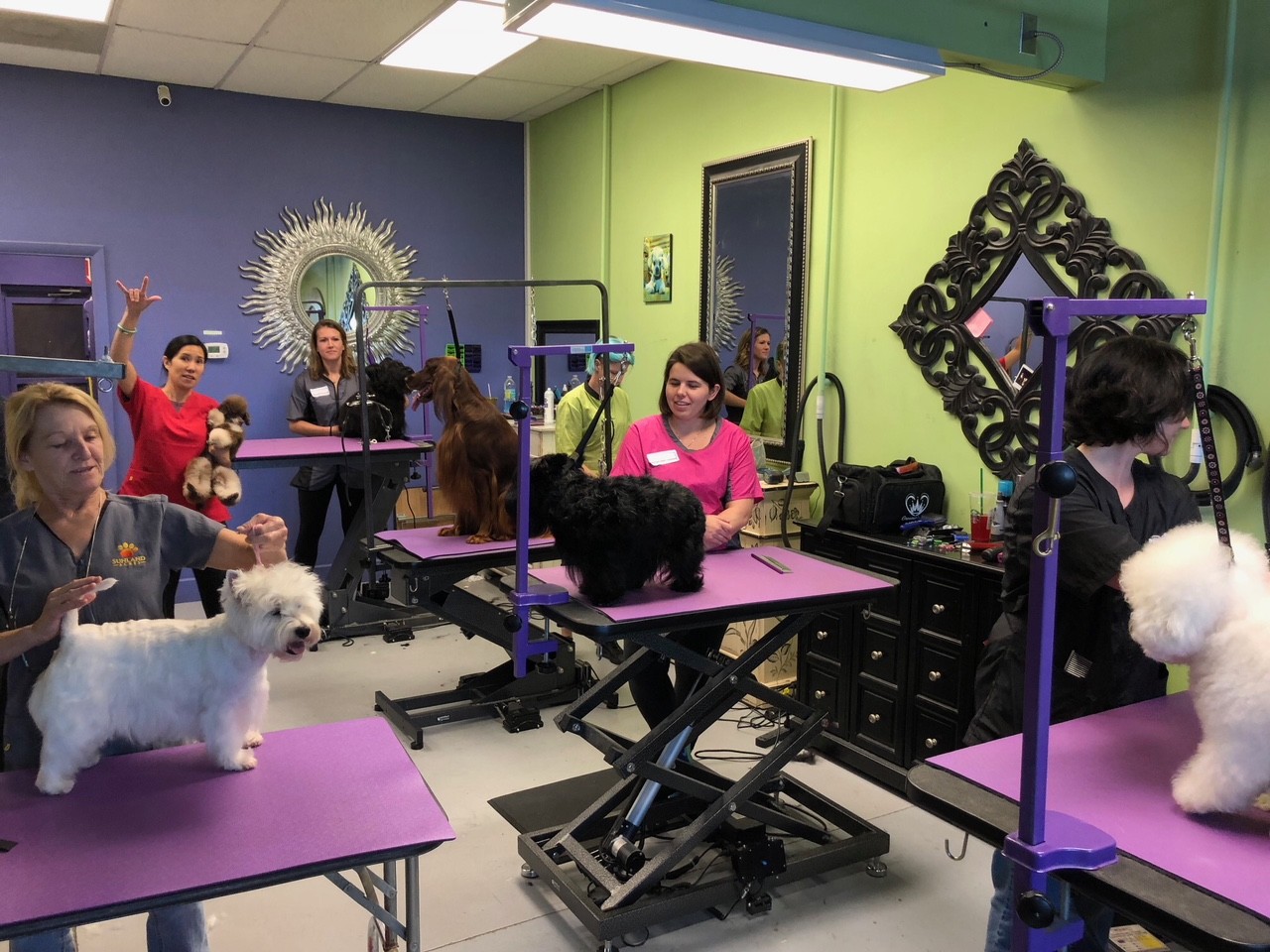 Dog groomers participate in a two-day workshop and certification event by the National Dog Groomers Association of America (NDGAA) April 29 and 30 at Green Dog Spa in Jacksonville.